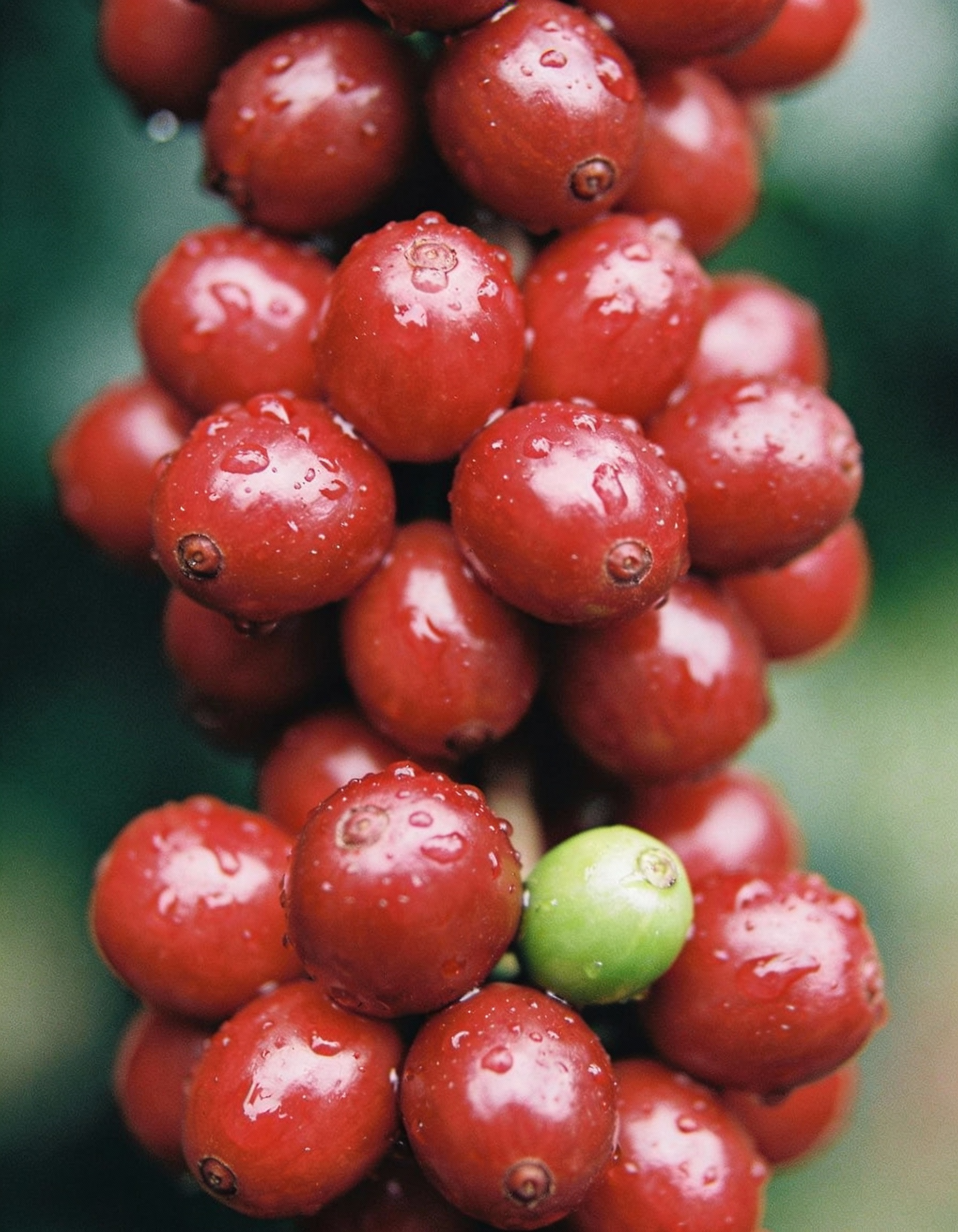 High altitude coffee plantation in Ragonvalia, Colombia